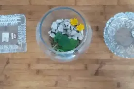 教你如何给蝎子做个美美的窝图片