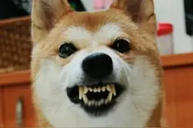狗狗为何会无缘无故的乱叫？它们真的能看见鬼吗？！胆小慎看..图片