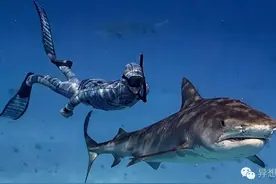 穿上这套潜水服，你都可以给鲨鱼拍近照了图片