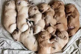 金毛夫妇生了几个娃，一堆小奶狗在一起，都能把人萌出血！图片