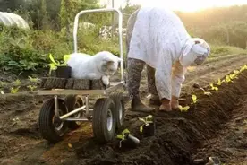 老奶奶收养了一只耳聋猫咪，相伴11年，结局唏嘘、感人、美好图片