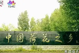 给你透漏点沈阳新民荷花节的事儿 —— 就这么任图片