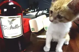 探索拉菲，你家的那瓶拉菲真的是真的吗？图片