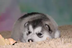 带你走进二哈的世界，看一只二哈是怎样炼成的......图片