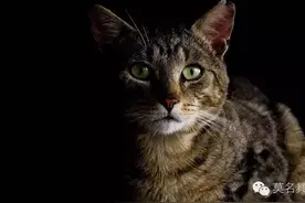 夜间开闪光灯拍猫或致其变瞎？猫摄影师们还请手下留情！图片