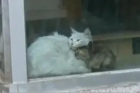 小猫被困夹缝，猫妈妈救子双双被困，人们拆墙救助，温暖人心！图片