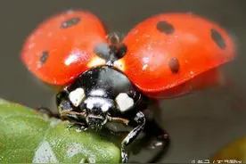 小昆虫七星瓢虫,你了解多少？图片