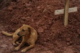 狗狗每天到急诊室外，等候生病主人，医生知道后竟做出意外举动！图片