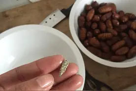 蚕蛹吃过么?小孩吃了长个，大人吃了补肾，就是这么神奇！图片