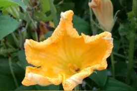 自给自足的乡村田园生活！图片