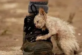 如果有一天，遇到流浪猫主动亲近你图片