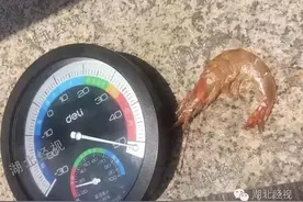 武汉有多热？5分钟烤熟培根20分钟烤焦虾子！地表温度超50℃图片