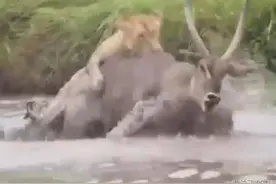 狮子下水捕杀大羚羊，已经咬住眼看杀死，羚羊极力挣扎奇迹逃生图片