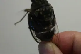 书房闯进一只蝉图片