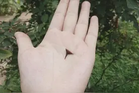 顶着太阳上山摘花椒图片