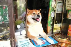 秋田犬竟是日本最萌小店老板，憨态可掬迷倒众人图片