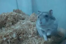 仓鼠宝宝——小胖子成长记图片