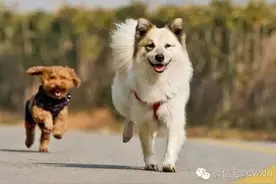 如何让狗狗毛发有光泽漂亮，兽医在手，天下无忧图片