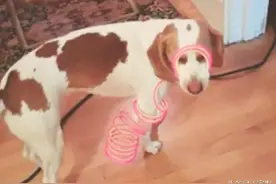 狗狗贪玩彩虹圈玩具，结果被层层套住，这个囧样，让人哭笑不得！图片