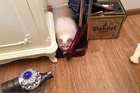 猫咪怕吸尘器，本以为会跳到主人怀里，没想到自己躲到畚箕里去了图片