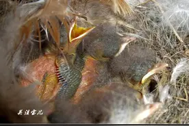 野外拍摄 北红尾鸲 幼鸟成长全过程，呼吁给鸟类更多生存环境。图片