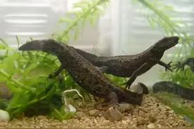 蝾螈鉴赏丨附带简易版饲养方法（非保护动物）图片