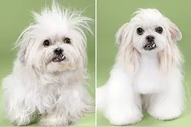 宠物狗美容前与美容后，主人瞬间石化图片