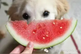 家有爱犬要注意：这些水果狗狗不能吃。图片