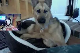 德牧和二哈视频聊天，主人在一边笑懵逼了图片