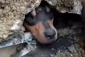 三口之家外出野营听到怪声，真相却藏在地底下！图片