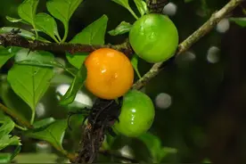 猪肚子，童年常吃的野果，当时觉得不好吃，现在很怀念图片