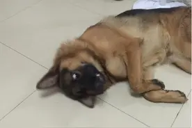 家里狗狗将水盆打翻，主人收拾不小心摔了一跤狗狗的反应始料未及图片