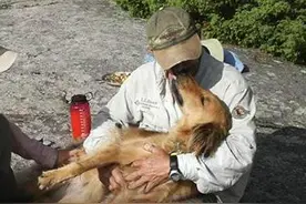 狗狗被困荒野求生10天后，终于被搜寻队发现与主人幸福团聚！图片