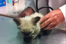 大街上脏兮兮的小猫，只有她肯捡不料羡煞旁人！图片