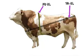 在农村，不用洪荒之力，一招轻松搞定牲畜体重图片