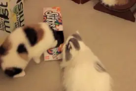 猫咪自己跳到纸盒里，铲屎官：盒装小可爱，有人收吗？