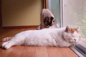 懒散的猫咪，一边晒着日光浴，一边和猫咪女友睡着懒觉！