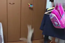 猫教你如何让小猫猫做跳跃运动，动作不要太疯狂？夸张？