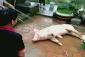 实拍电击法杀猪，见猪还在挣扎，又电了两下