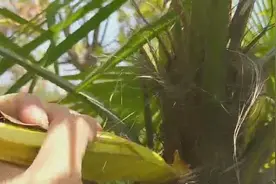 棕包 农村城市都常见的一种植物，它的果实很美味，你吃过吗？视频封面