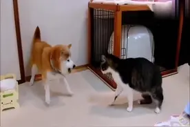 柴犬一直欺负喵星人，猫咪忍无可忍把柴犬一顿胖揍！视频封面