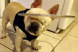 失明狗狗有了这个保护圈，就像天使一样继续快乐的生活！图片