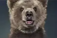 小长假治愈系 | 我们抓了几只野生熊给你看！图片