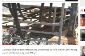 肯尼亚全国大停电：竟是一只猴子“搞鬼”图片