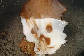 掉在地上不超过5秒的食品还能吃吗？图片