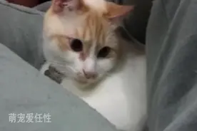 主人好缺德，对着猫咪连续放了几个屁，喵星人被吓到的样子我笑了