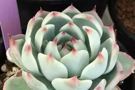 桃太郎的养护，和吉娃莲有何区别？图片