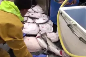 海里的鱼就是多，这小网能补到这么多大鱼，太爽了