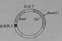 2016年高考全国卷1理综生物试题及答案图片