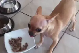 吉娃娃：告诉你，我吃饭的时候千万别惹我